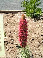 Echium wildpretii, Iles Canaries (3) (Photo F. Mrugala)